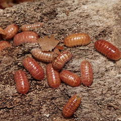 Armadillidium St. Lucia "Pink Plumeria"