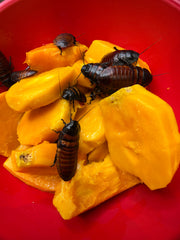 Madagascan Hissing Roach - 12 Count Mixed Size