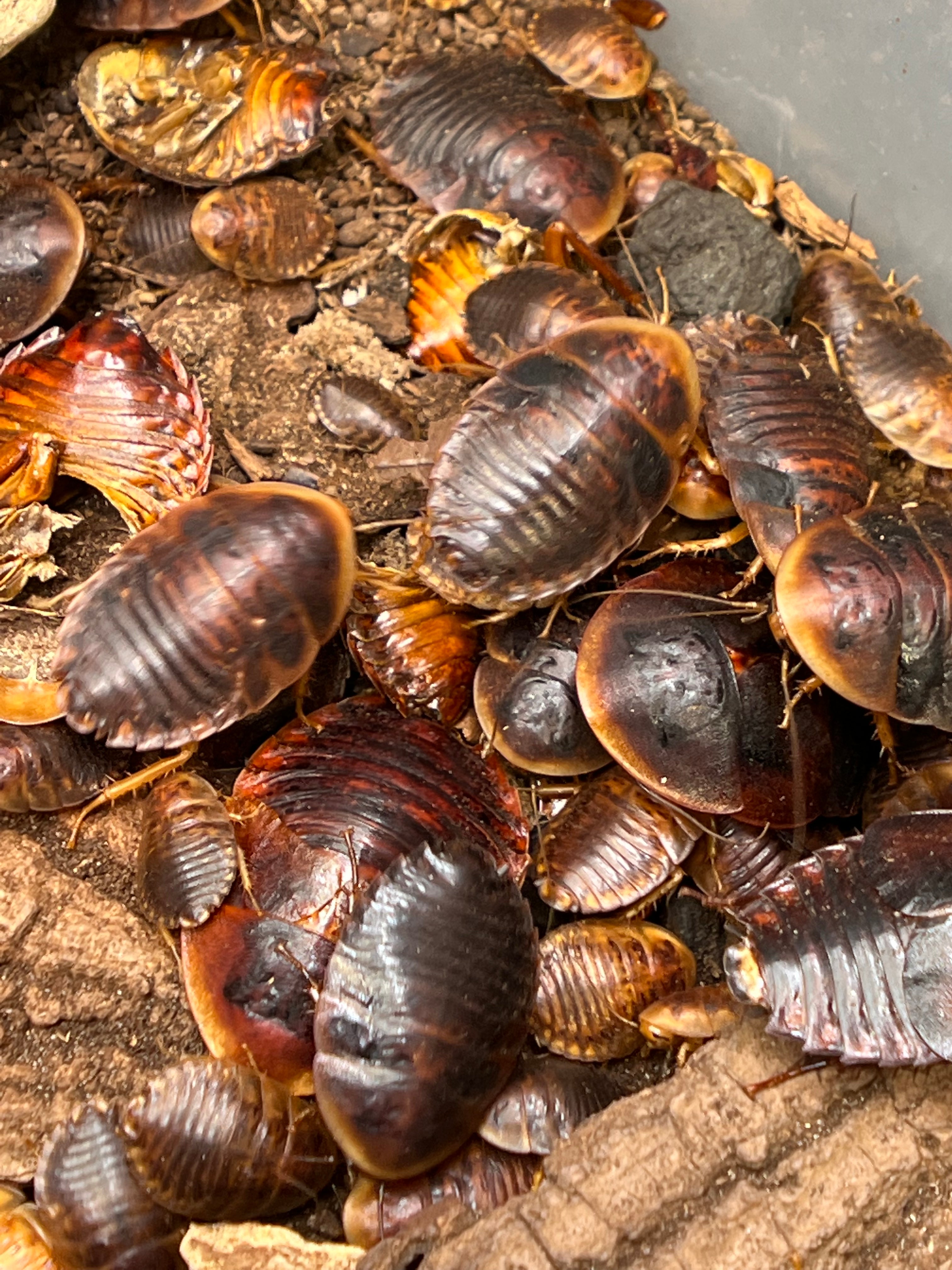 Hemiblabera Tenebricosa Horseshoe Crab Roach - 12 Ct Mixed Size
