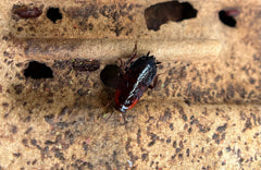 Cf. Neostylopyga Rropinqua African Bullet Roach - 12Count Mix Size