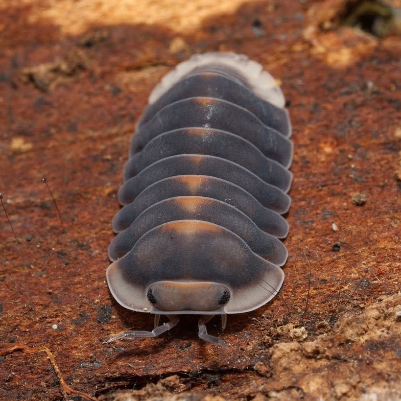 Cubaris sp.“Angry Monk"