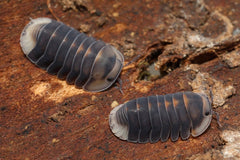 Two pill bugs on a textured brown surface
