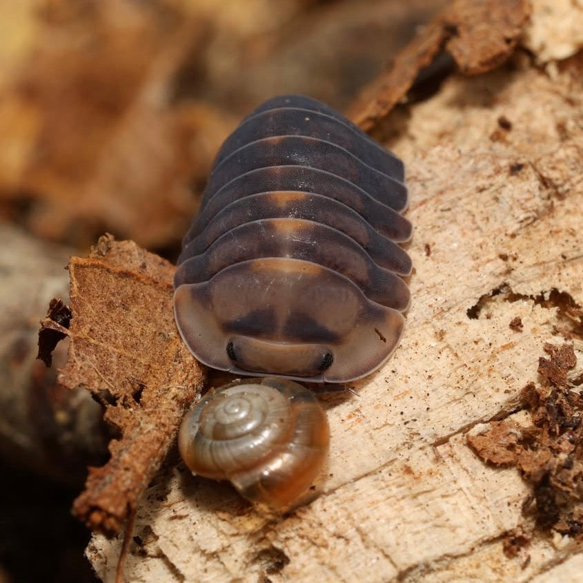 Small insect-like creature with a shell on a textured surface