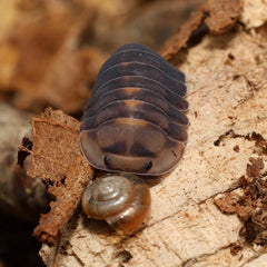 Small insect-like creature with a shell on a textured surface