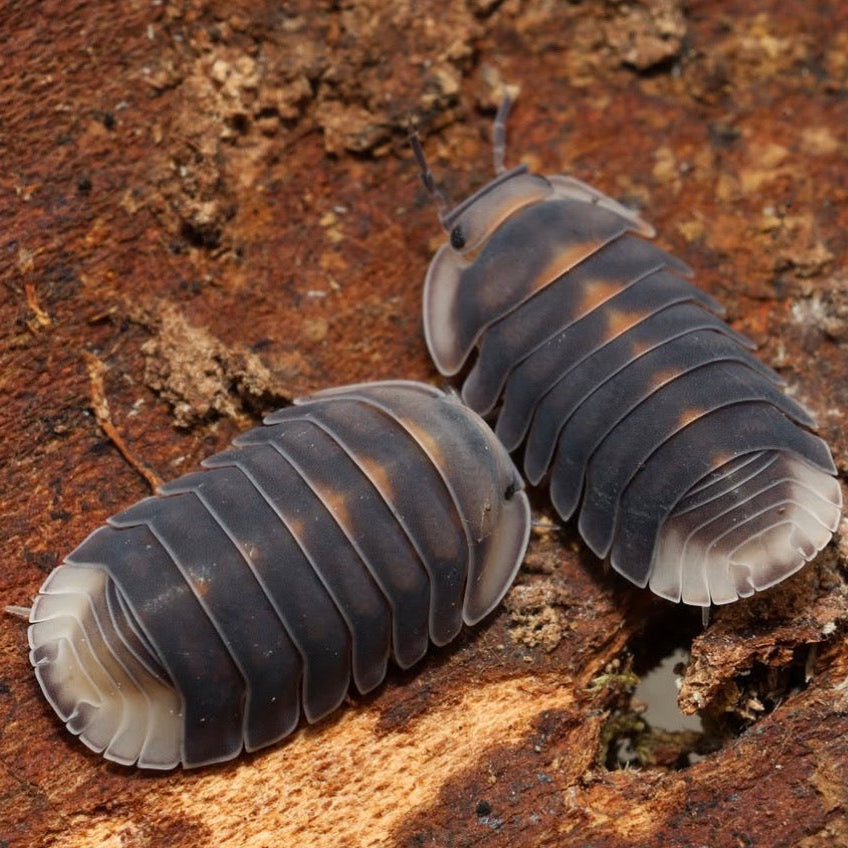 Two pill bugs on a textured brown surface