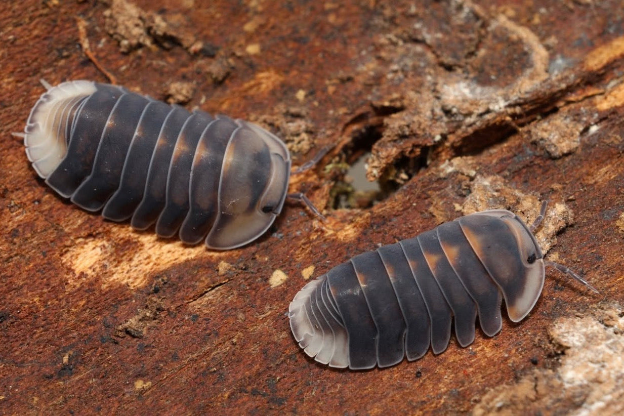 Two pill bugs on a wooden surface