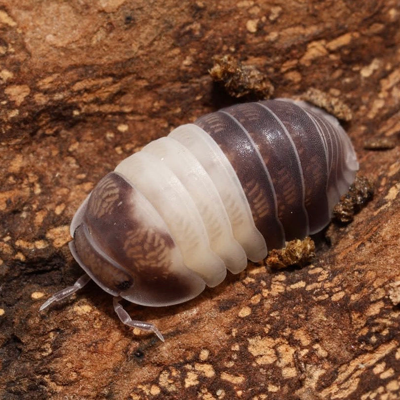 Multicolored pill bug on a textured brown surface