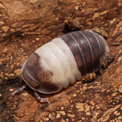 Multicolored pill bug on a textured brown surface