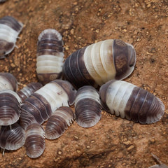 Cubaris sp."Panda King"