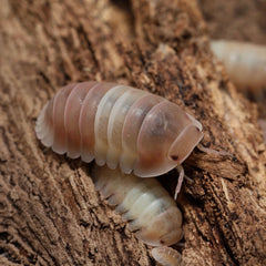 Cubaris sp. "Pink Panda Kings"