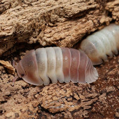 Cubaris sp. "Pink Panda Kings"