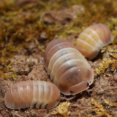 Cubaris sp. "Pink Panda Kings"