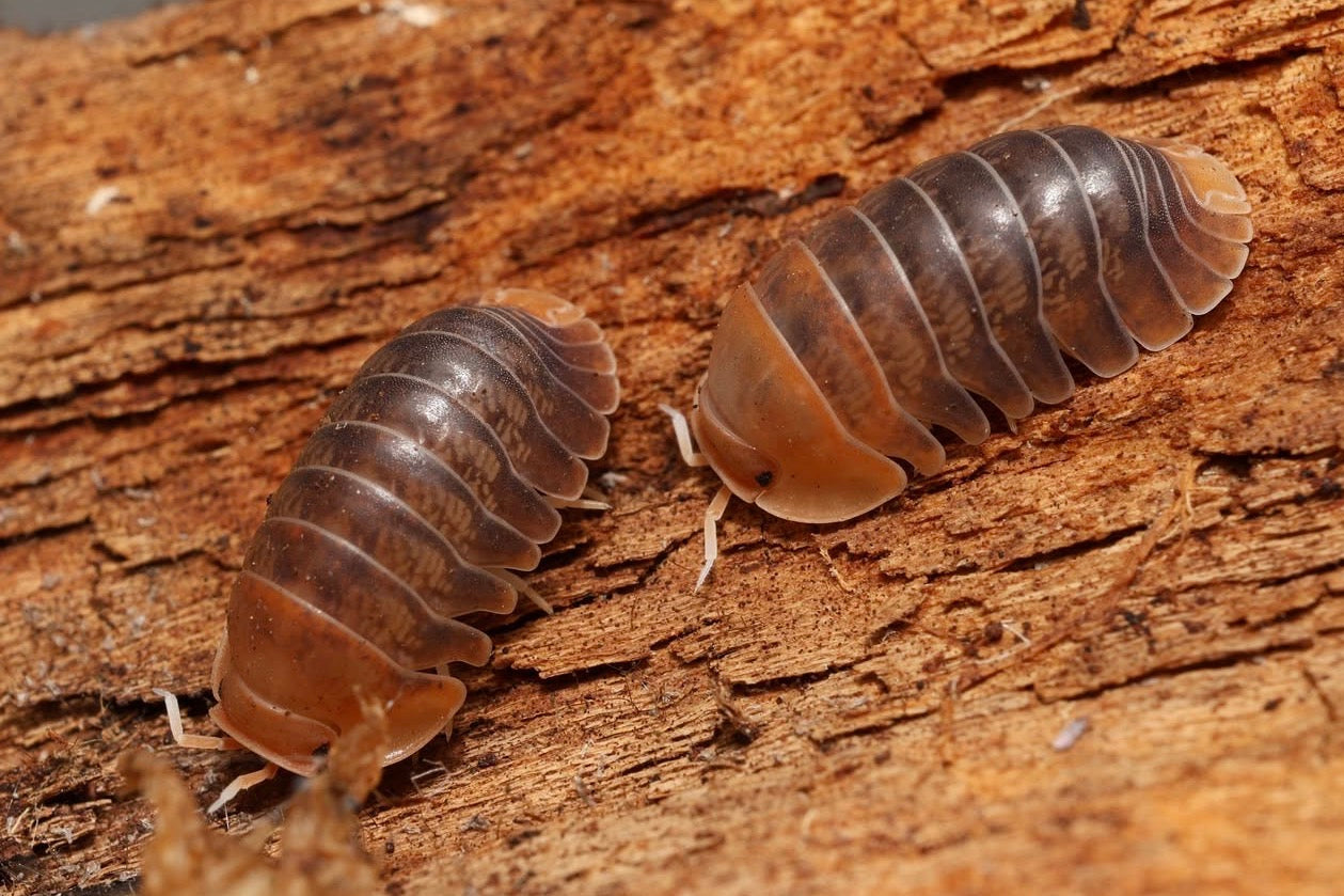 Two pill bugs on a wooden surface