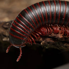 Narceus americanus “West TN” cb specimens millipede