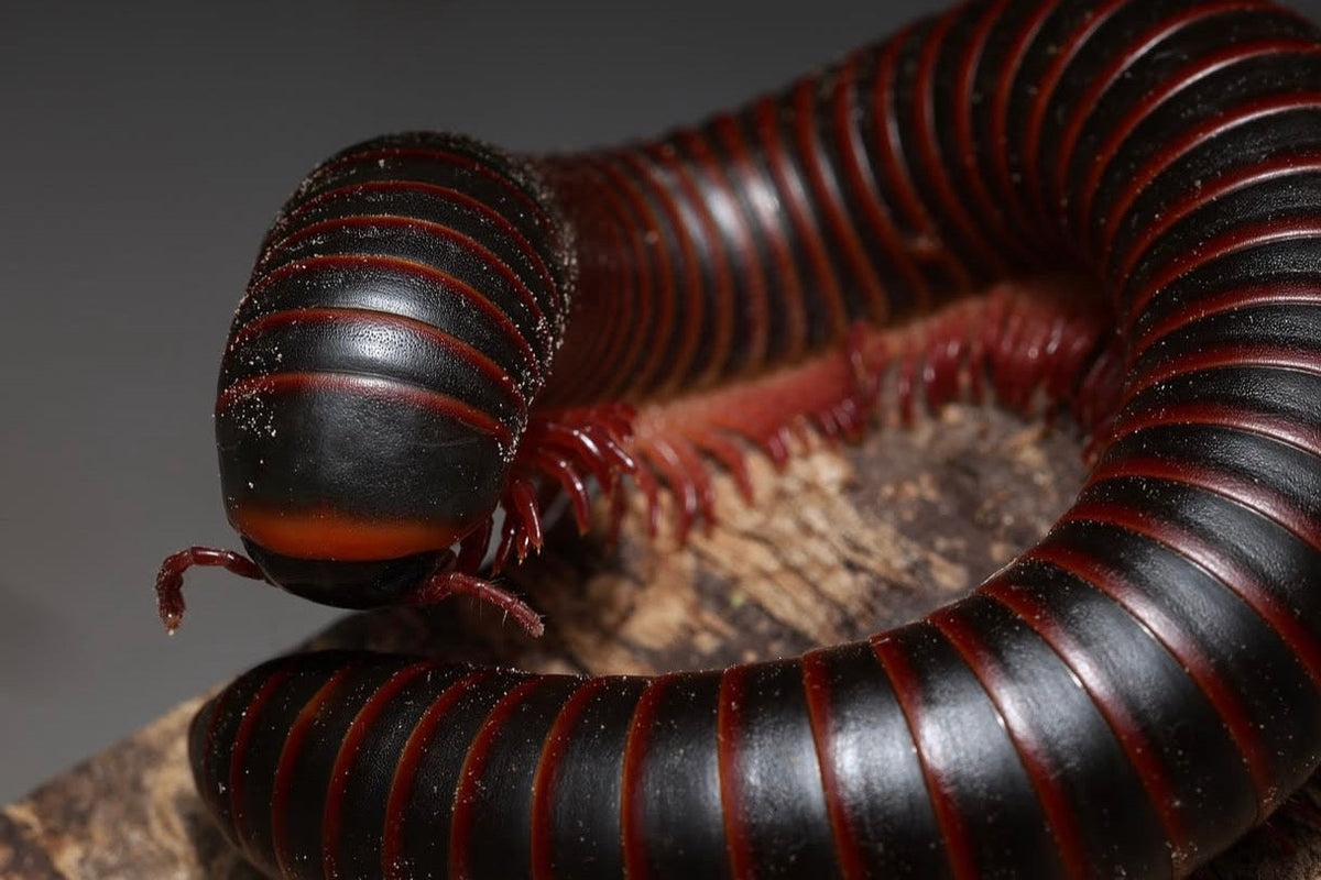 Narceus americanus “West TN” cb specimens millipede