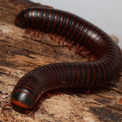 Narceus americanus “West TN” cb specimens millipede