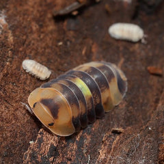 Cubaris sp. Amber Firefly "Royal Honey"