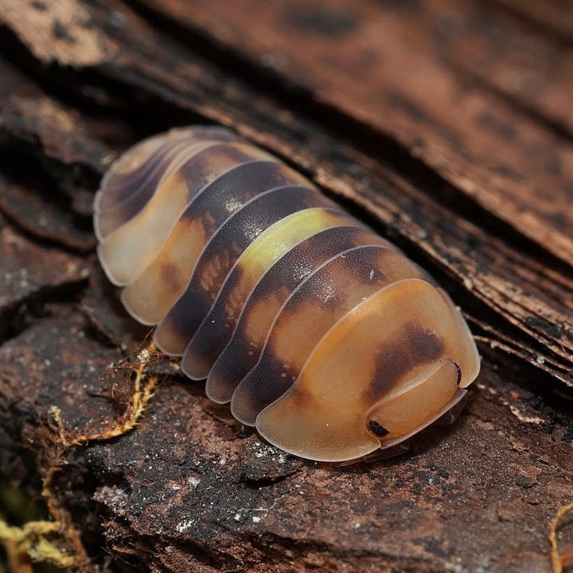 Multicolored pill bug on a wooden surface