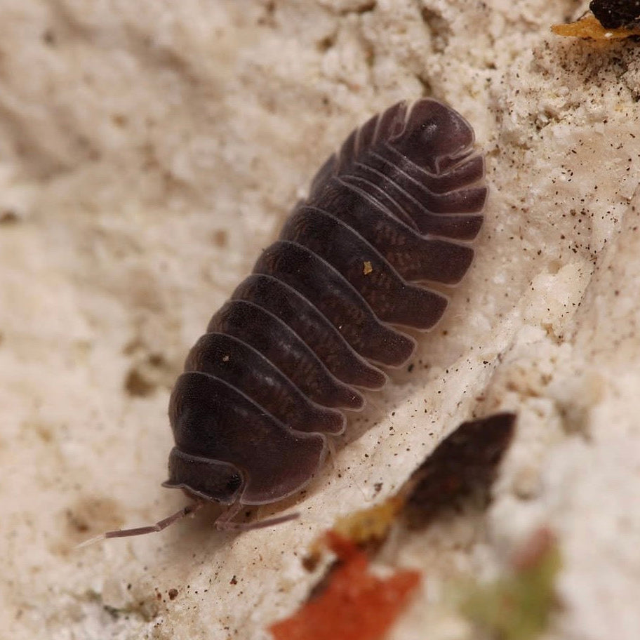 Close-up of a pill bug on a sandy surface