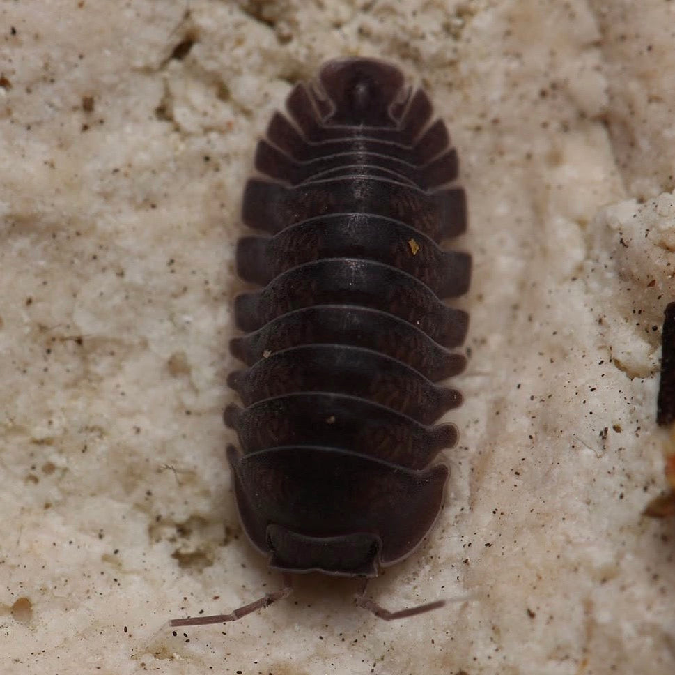 Multicolored pill bug on a textured beige surface