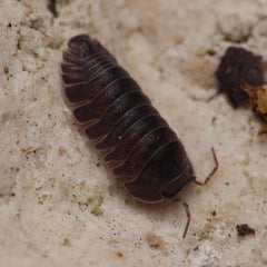 Isopod on a sandy surface