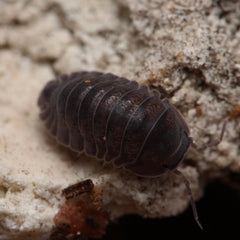 Spherillo sp. “Hainan Black"