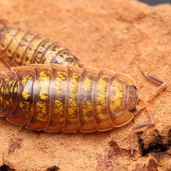 Porcellionides cf “Cinnacord” - A hypo variant of Porcellionides cf. “Big Pine Key”