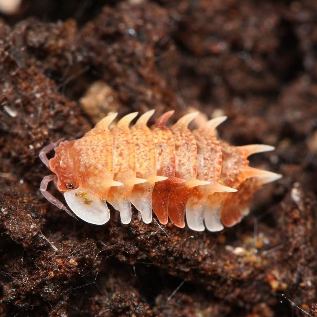 Pseudarmadillo guillianus