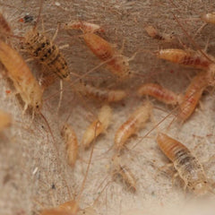 Thermobia domestica