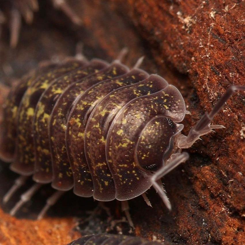 Porcellio flavomarginatus “Crete”