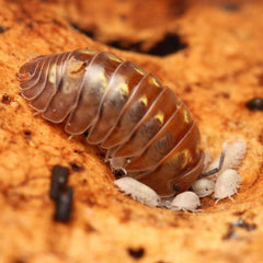 Isopoda sp Dream