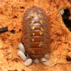 Isopoda sp Dream