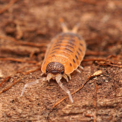 Proporcellio vulcanius