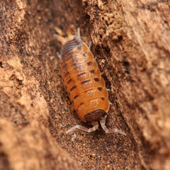 Proporcellio vulcanius