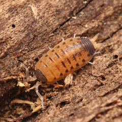 Proporcellio vulcanius