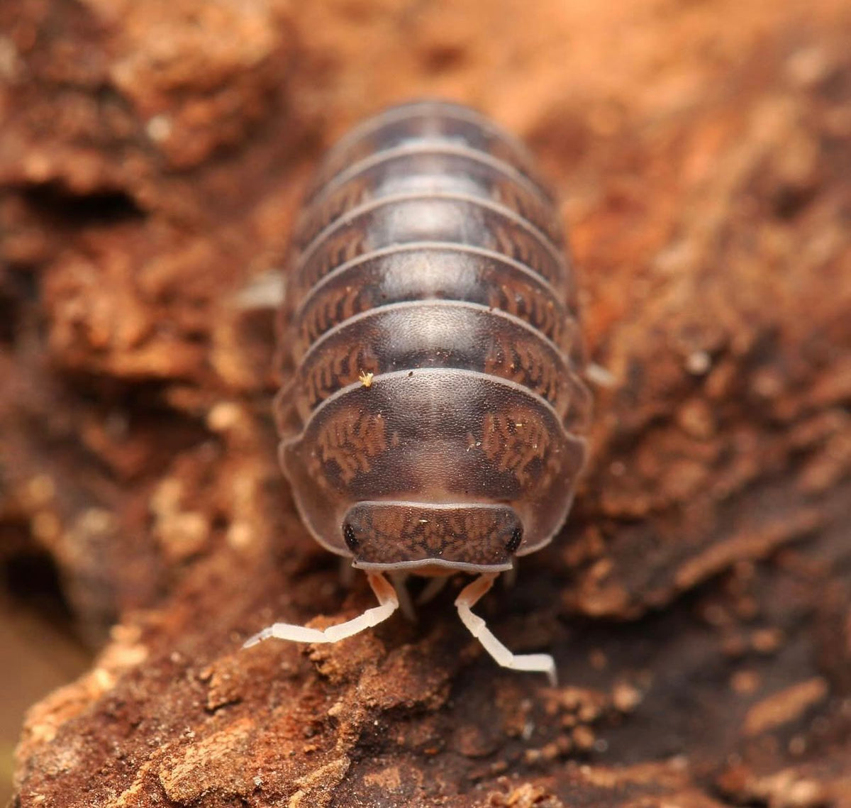 Spherillo raffaelei