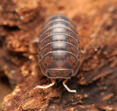 Spherillo raffaelei