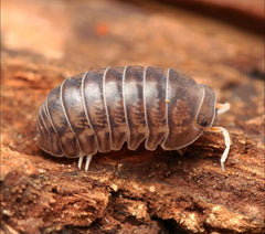 Spherillo raffaelei