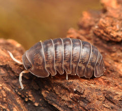 Spherillo raffaelei