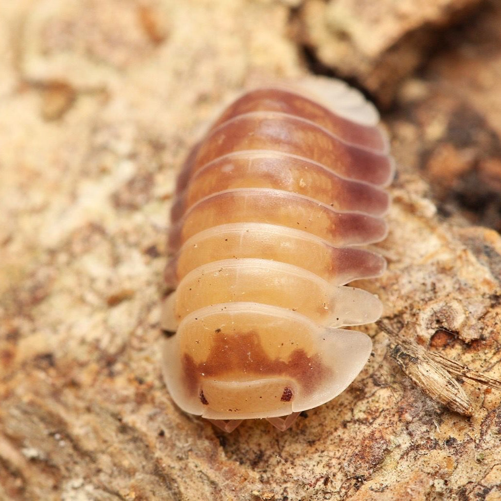Cubaris sp. “Cosmic Bees”