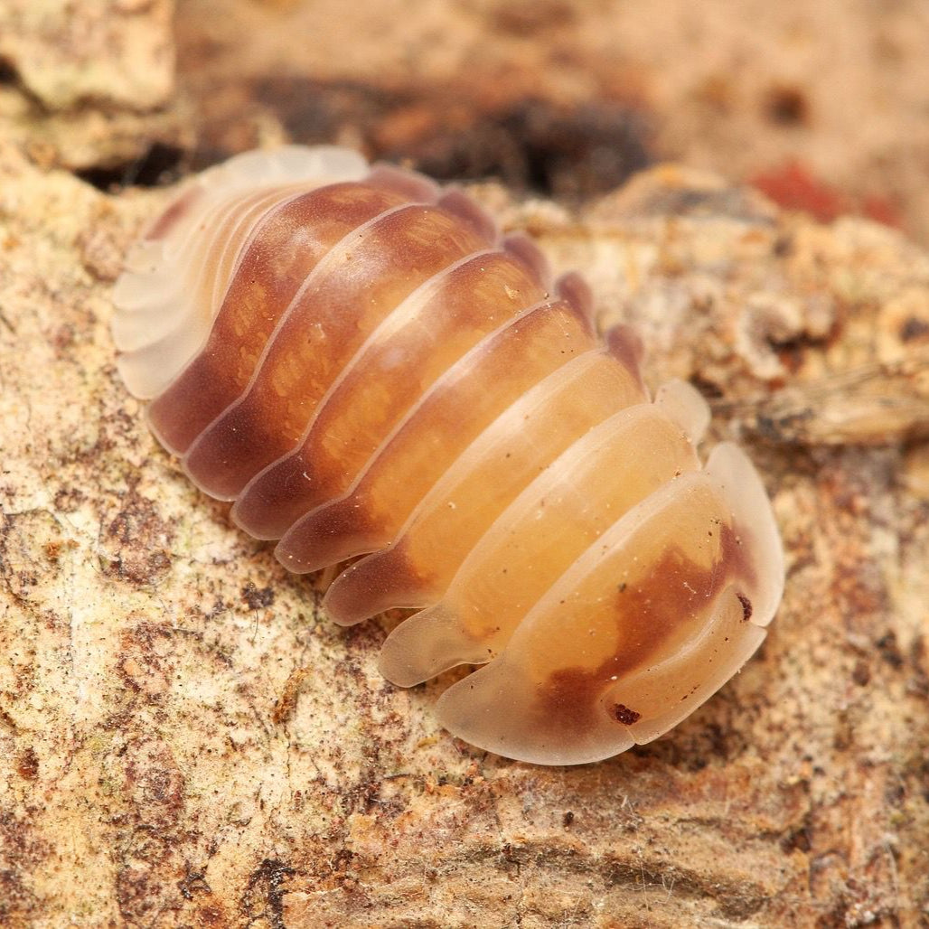 Cubaris sp. “Cosmic Bees”