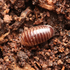 Onomeris sinuata “True American Pill Millipedes “