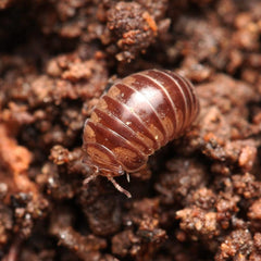 Onomeris sinuata “True American Pill Millipedes “