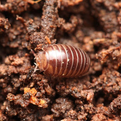Onomeris sinuata “True American Pill Millipedes “
