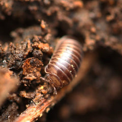 Onomeris sinuata “True American Pill Millipedes “