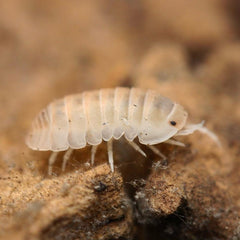 Venezillo sp. “Yuma”