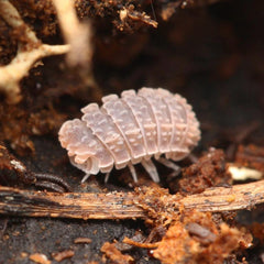 Reductoniscus tuberculatus "Borneo Gator"