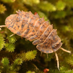 Isopoda sp. “Crocodillo”