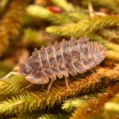 Isopoda sp. “Crocodillo”