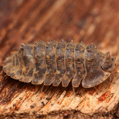 Isopoda sp. “Crocodillo”